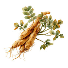 Load image into Gallery viewer, Astragalus Root 5g