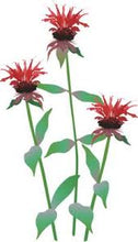 Load image into Gallery viewer, Bee Balm Leaf 3g