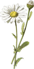 Load image into Gallery viewer, Chamomile Flowers 3g