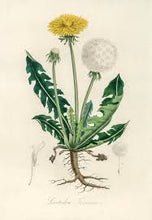 Load image into Gallery viewer, Dandelion Root 5g