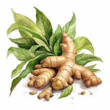 Load image into Gallery viewer, Ginger Root 5g