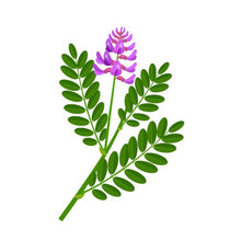 Load image into Gallery viewer, Licorice Root 5g