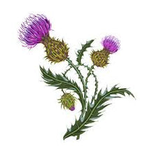 Load image into Gallery viewer, Milk Thistle Seed 5g