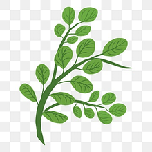 Load image into Gallery viewer, Moringa Leaf 3g