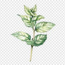 Load image into Gallery viewer, Peppermint Leaf 3g