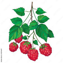 Load image into Gallery viewer, Raspberry Leaf 3g