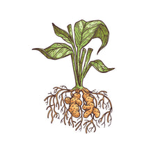 Load image into Gallery viewer, Turmeric Root - 5g