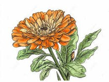 Load image into Gallery viewer, Calendula Flowers 3g