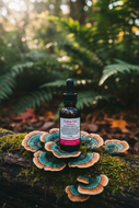 Turkey Tail Tincture - Foreground Close Up